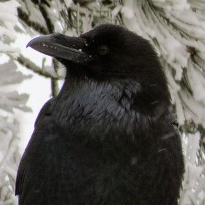 Meet your Posher, Alison